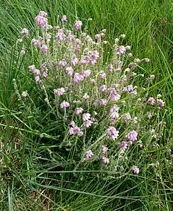 Glockenheide wächst auf feuchten Heideflächen