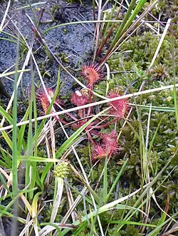 Rundblättriger Sonnentau spezialisiert auf nährstoffarmen, offenen Torfmoos-Heideboden