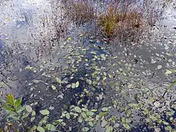 Gelb blühender Wasserschlauch und Knöterich-Laichkraut im Heideweiher