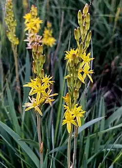 Moorlilie (Beinbrech) behauptet sich auf sauren, nassen Torfböden