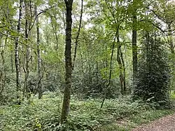 Mit Stechpalme (Ilex) durchsetzter Moorbirken-/Erlenauwald