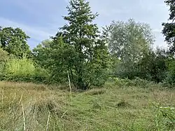 Gehölzrand zur Feuchtwiese