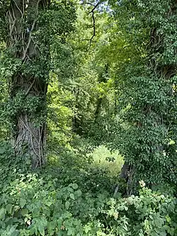 Efeu an Auwaldbäumen