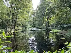Teich im mittleren Hühnerbachtal
