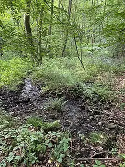 Quellaustritt im Nordhang des NSG