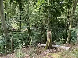 Steiler Nordhang des NSG mit Totholz