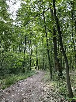 Weg zwischen den beiden Teilen des Naturschutzgebietes – Spörkelnbruch (Hilden) bzw. (Haan)
