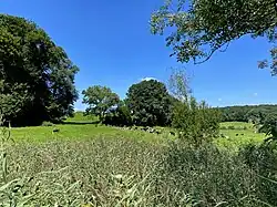 Breiter Schilfgürtel am Rotthäuser Bach – dahinter Weiden am westl. Hang