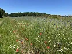 ehem. Sandacker südl. Wahler Berg – angereichert mit Wildblumen
