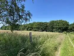 NSG Hannepützheide – südlich Wahler Berg (im Hintergrund)