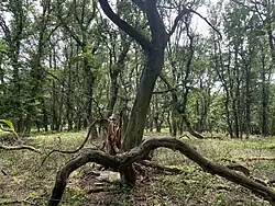 Hutewald im nördl. Bereich