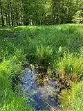 Quelltümpel auf einer Lichtung