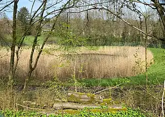 Regenrückhaltebecken mit Schilfgürtel – Laichbiotop des Kammmolchs