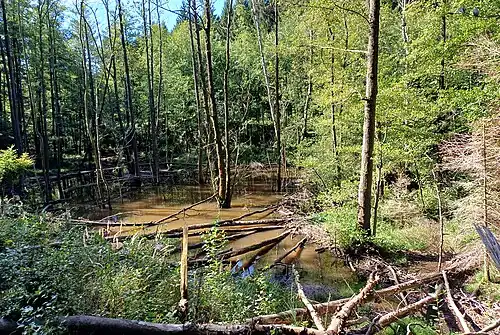 Holzschlag am Oberlauf