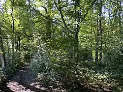 Wald im oberen Birther Bachtal