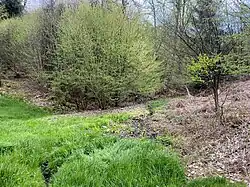 Wiesenbach gespeist von einem Wald-Quellensystem