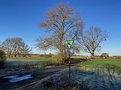 Große Pappeln mit Misteln, dahinter eine Schilfrohr-Zone