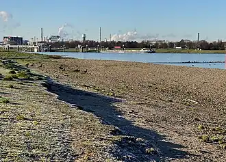 Kies- und Sandflächen des Rheinufers mit überwinternden Gänsen