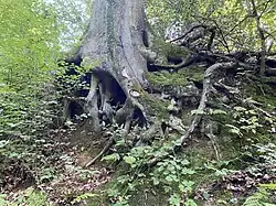 Versteckmöglichkeiten für Tiere