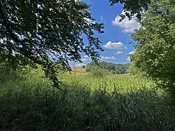 Große Röhrichtbestände in der Talaue zw. Abshof und Rotthaus – Blick zum westl. Hang