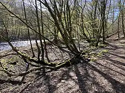 ehem. Stauteich am Wupperufer