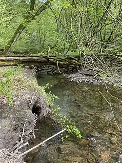 Naturnaher Bachverlauf des Eschbaches