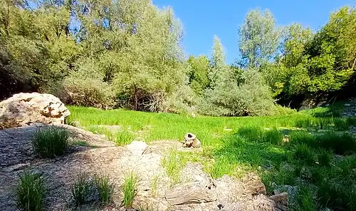 Wiese im NSG Schomet