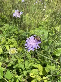 Wiesen-Witwenblumen im NSG