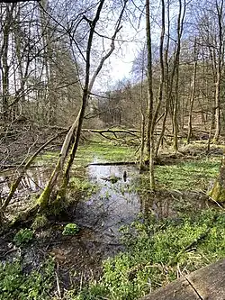 Amphibienlaichgebiet im Eschbachtal