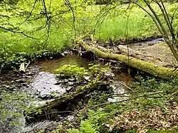 Totholz in und an der Brambecke