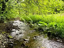 Pestwurzbestand in der Brambecke