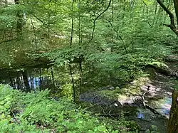 Feuchtgebiet am Mittellauf