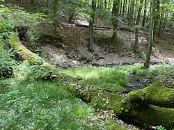 Totholz – wichtiger Bestandteil des Naturschutzgebietes