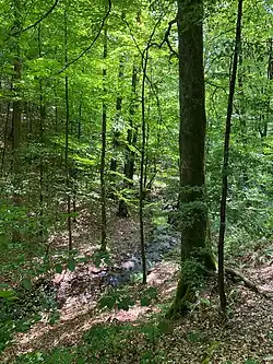 Steilhänge des Tals mit Buchen-Starkholz