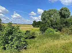 Gehölzgruppen der Rheinaue – geschützt zwischen zwei Rheindeichen