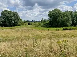 Glatthaferwiese zwischen Deich und Rhein