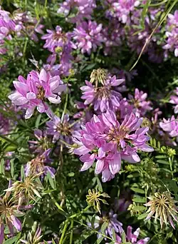 Bunte Kronwicke auf dem Deich