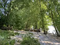 Totholz am Rheinufer