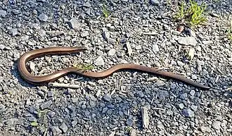 Blindschleiche sonnt sich auf einem Forstweg