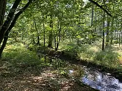 Die Kerspe im Auwald