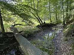 Kerspe-Bachtal im Auwald