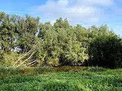 Pappel/Weiden-Ensemble am Baumberger Graben