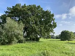 Alte Eiche und Weiden in der Baumberger Aue