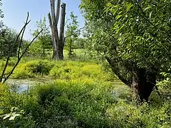 Wasser-Sumpfkresse (Rorippa amphibia) dominiert in Gelb
