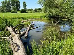 Totholz – wichtiger Bestandteil des NSG