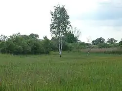 Burger Wiese im östlichen Viehlassmoos