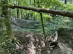 Totholz im Dolinengelände (Südteil NSG)