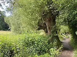 Alte Kopfweiden in der Aue bei Schöller