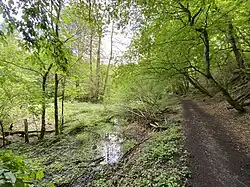 Sumpfige Morsbachaue