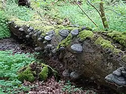 Zunderschwamm zersetzt Baum